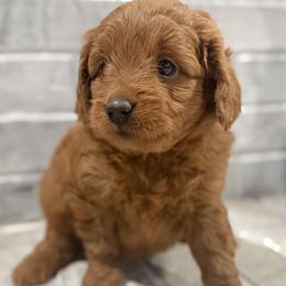 Girl 3 Selection - Red  female Goldendoodle puppy in Pleasant Hill, Iowa from Harvest Creek