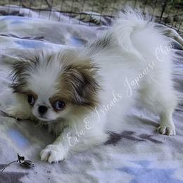 Chilli - Sable and white female Japanese Chin puppy in Johnson City, Tennessee from Erin & Friends Japanese Chin