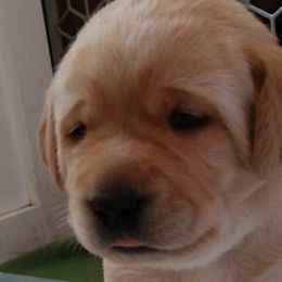 Girl 2 - Yellow Labrador Retriever puppy in Farmington, Washington from Eelkema's Labradors at CrossView Ranch