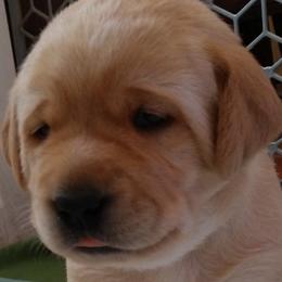 Girl 2 - Yellow Labrador Retriever puppy in Farmington, Washington from Eelkema's Labradors at CrossView Ranch