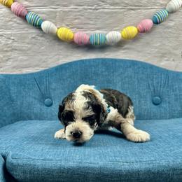 Chandler - Black white and tan male Cockapoo puppy in Lancaster, Missouri from Cavapoo Acres