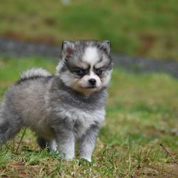 Blaze - Silver and white male Pomsky puppy in Coos Bay, Oregon from Ocean View Pomskies