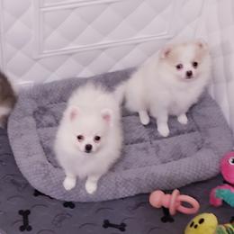 Bella - White female Pomeranian puppy in Downers Grove, Illinois from Forever Pomeranians