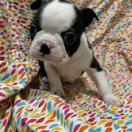Cora - Black brindle and white female Boston Terrier puppy in Fillmore, Illinois from Wind Hill Puppies