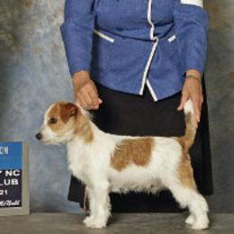 Scout - Russell Terrier