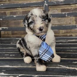Basil - Blue merle male Aussiedoodle puppy in Cartersville, Georgia from Simply Blessed Doodles