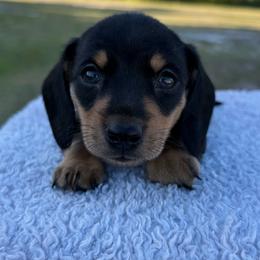 Cody Johnson - Black and tan male Dachshund puppy in Bradenton, Florida from Winsor Family Dachshunds
