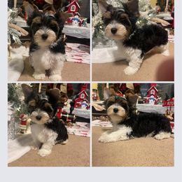 Biewer Terrier Puppies from Southern Star Biewers