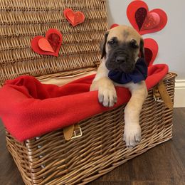 Great Dane Puppies from Lazuli Great Danes