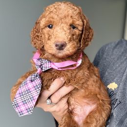 Mozzarella - Red  male Goldendoodle puppy in Marion, Ohio from Doodles & Doxies