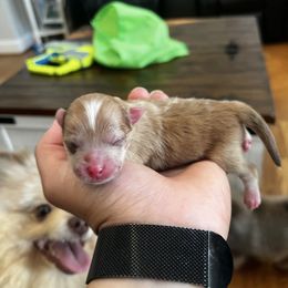 Girl 1 - Chocolate parti female Pomeranian puppy in Randleman, North Carolina from Luxurious Poms
