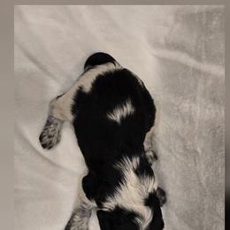 Yosemite - Black and white female English Springer Spaniel puppy in Palisade, Colorado from Bigfoot's Kennel