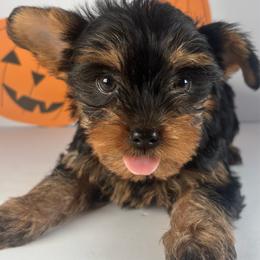 Ready to go Orange Boy - Black and tan male Yorkshire Terrier puppy in Dahalonega, Georgia from C. D. K