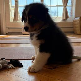 Edmond - Black tri-color male Australian Shepherd puppy in Terryville, Connecticut from Spirited Aussies