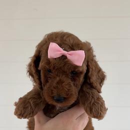 Assorted Doodle Crosses, Goldendoodle, Labradoodle, and Poodle Puppies from Ruff Country Doodles