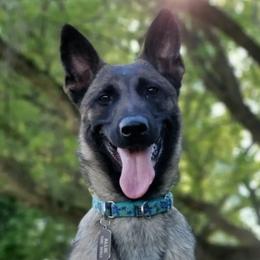 Belgian Malinois and xDutch Shepherds from Shellback k9