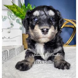 Aussiedoodle, Bernedoodle, and Goldendoodle Puppies from Johnson's Doodles