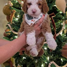 Cinnamon - Bernedoodle puppy from Asbury & Co Farms