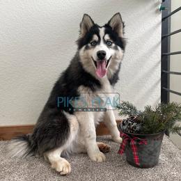 Neptune - Silver and white male Pomsky puppy in Littleton, Colorado from Pikes Peak Pomskies