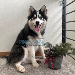 Neptune - Silver and white male Pomsky puppy in Littleton, Colorado from Pikes Peak Pomskies