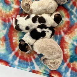 Dachshund and Golden Retriever Puppies from Wyo Dachshunds & Goldens