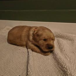 Aurora (2nd pick female) - Dark golden female Golden Retriever puppy in Tenino, Washington from Oak River Goldens'