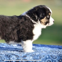 Miniature American Shepherd Puppies from Bandana Kennel