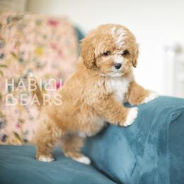 Snickerdoodle - male Cavapoochon puppy in Mead, Washington from Habibi Bears - Beloved Teddy Bear Puppies
