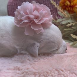 Girl 3 - White female Japanese Spitz puppy in Littleton, Colorado from Japanese Spitz