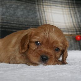 AKC Sawyer, Genetic clear - Ruby male Cavalier King Charles Spaniel puppy in Marcellus, Michigan from Coolcreek Pets