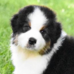 Cade - Black tri-color male Australian Shepherd puppy in Easton, Missouri from MMA Kennel
