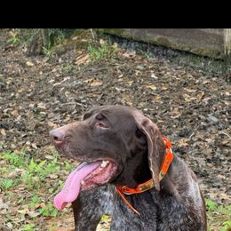 Hondo - German Shorthaired Pointer