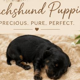 Dachshund Puppies from NM Doxie Dugout