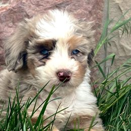 Porky - Red merle Aussiedoodle puppy in Minersville, Utah from Utah Faith Doodles
