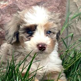 Porky - Red merle Aussiedoodle puppy in Minersville, Utah from Utah Faith Doodles