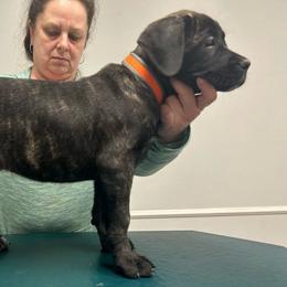Roma, Orange Collar Girl 1 - Black brindle Cane Corso puppy in Jeffersonville, Kentucky from K9 Guardian Cane Corso