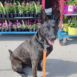 Nala - Dutch Shepherd