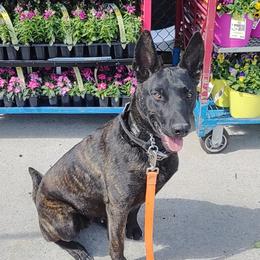 Nala - Dutch Shepherd