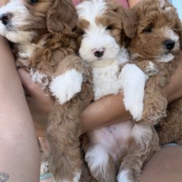 Goldendoodle puppies from Family Doodles
