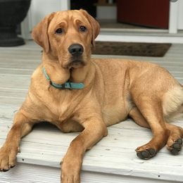 Labrador Retriever All Grown Up from Boomerang Farm