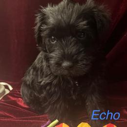 Female 4 - Black female Miniature Schnauzer puppy in Granville, Ohio from Shull Mini Schnauzers