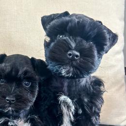 Miniature Schnauzers from Rolling Hills Schnauzers