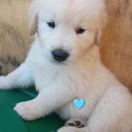 Light blue - Light golden male Golden Retriever puppy in Slaughters, Kentucky from Kimber's Helping Paws