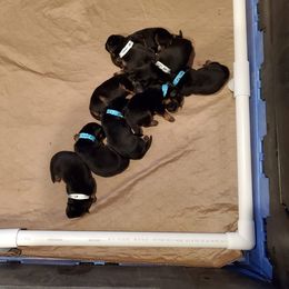 German Shepherd Puppies from Shield Kennels LLC