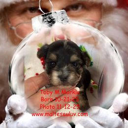 Toby M Morkie - White and tan male Maltese puppy in Silverhill, Alabama from Malteseuluv’s Tiny Treasurers