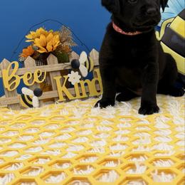 Pink - Black female Labrador Retriever puppy in Heath Springs, South Carolina from Rich Hill Retrievers