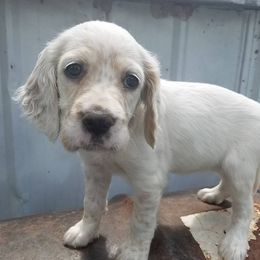 English Setters from Wild Bird Setters