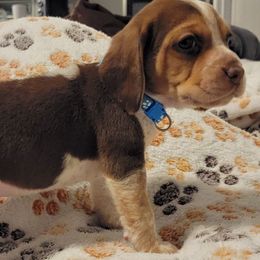 Beagle Puppies from Nse Farms Beagles