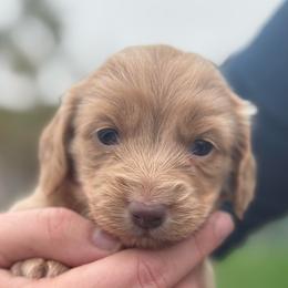 Isabella based Red - Red female Dachshund puppy in Lincoln, California from ForeversEdge Doxies
