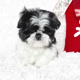 AKC Little Lacey - Black and white female Shih Tzu puppy in Greenville, South Carolina from Babyface Shih Tzu